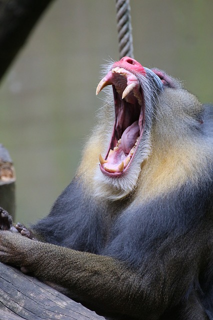 ライオンキング 猿の名前や種類は ラフィキの歌う歌詞の意味についても 思い通り