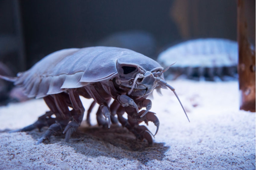 王蟲 オーム のモデルはモスラ 元ネタ モチーフ説の生き物まとめ 思い通り